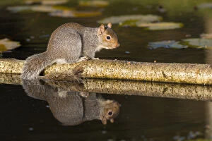 Grey Squirrel - Pond - With Reflection - Cornwall - UK