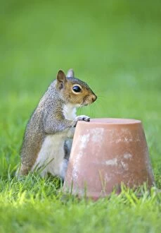 Images Dated 15th June 2007: Grey Squirrel - Resting paw on flowerpot Norfolk UK