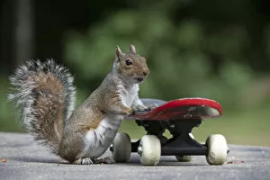 Images Dated 13th July 2020: Grey squirrel riding on a skateboard, natural setting . Grey squirrel riding on a skateboard
