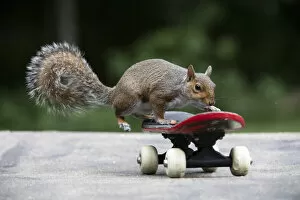 Images Dated 13th July 2020: Grey squirrel riding on a skateboard, natural setting . Grey squirrel riding on a skateboard