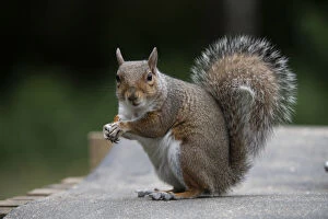 Images Dated 13th July 2020: Grey squirrel sitting eating a nut, natural setting . Grey squirrel sitting eating a nut