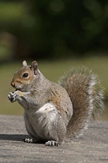 Images Dated 13th July 2020: Grey squirrel sitting eating a nut, natural setting . Grey squirrel sitting eating a nut