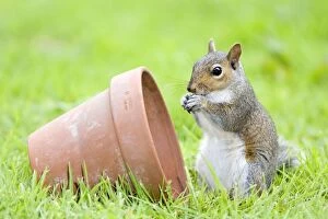 Images Dated 29th June 2007: Grey Squirrel - sitting by flower pot