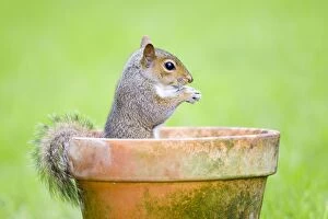 Images Dated 6th June 2007: Grey Squirrel - sitting in flower pot