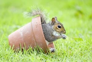 Images Dated 29th June 2007: Grey Squirrel - sitting in flower pot