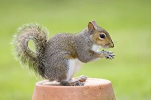 Images Dated 5th July 2007: Grey Squirrel - sitting on flower pot