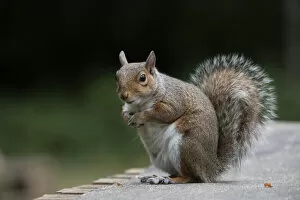 Images Dated 13th July 2020: Grey squirrel sitting looking cute, natural setting . Grey squirrel sitting looking cute