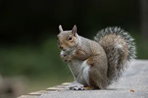 Grey squirrel sitting looking cute, natural setting . Grey squirrel sitting looking cute, natural setting Grey squirrel sitting looking cute, natural setting . Grey squirrel sitting looking cute, natural setting
