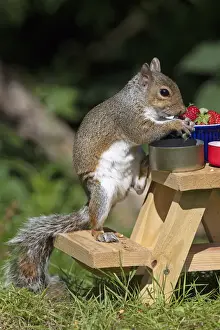 Table Prints: Grey squirrel sitting on a mini picnic bench eating a nut, natural setting