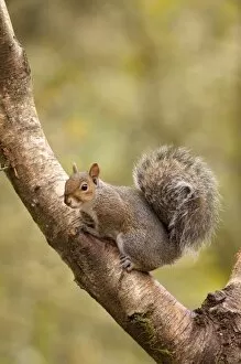 Grey Squirrel - sitting in Siver Birch tree - September