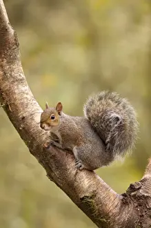 Branches Prints: Grey Squirrel - sitting in Siver Birch tree - September - Cannock Chase - Staffordshire - England