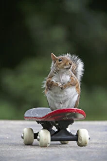 Images Dated 13th July 2020: Grey squirrel sitting on a skateboard, natural setting . Grey squirrel sitting on a skateboard