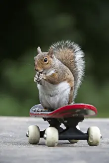 Riding Prints: Grey squirrel sitting on a skateboard, natural setting