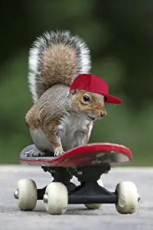 Grey squirrel sitting on a skateboard, natural setting