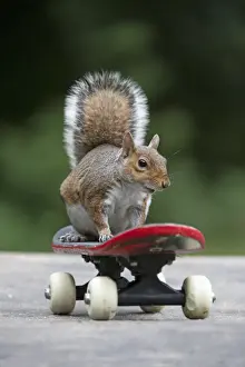 Grey squirrel sitting on a skateboard, natural setting