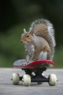 Grey squirrel sitting on a skateboard, natural setting