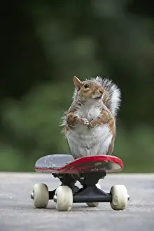 Grey squirrel sitting on a skateboard, natural setting