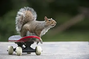 Grey squirrel sitting on a skateboard, natural setting