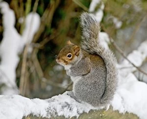Grey Squirrel - on snow covered branch - January