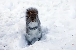 Cuddly Prints: Grey Squirrel - on snow - in the Public Gardens at Christmas - Boston Ma - USA