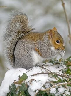 Grey Squirrel - on snowy ground feeding - January