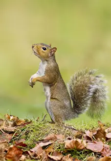 Cannock Chase Prints: Grey Squirrel - standing on hind legs - Cannock Chase - Staffordshire - England