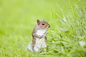 Grey Squirrel Standing on Lawn Norfolk UK