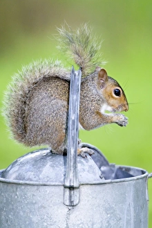 Images Dated 25th June 2007: Grey Squirrel Standing on metal watering can Norfolk UK