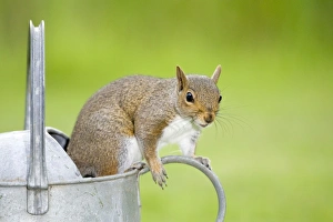 Images Dated 5th July 2007: Grey Squirrel Standing on metal watering can Norfolk UK