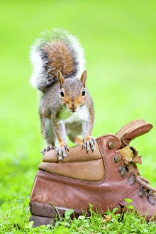 Images Dated 24th July 2007: Grey Squirrel Standing on old boot Norfolk UK