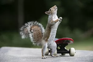 Grey squirrel standing up next to a skateboard, natural setting. Grey squirrel standing up next to a skateboard