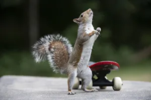 Grey squirrel standing up next to a skateboard, natural setting . Grey squirrel standing up next to a skateboard Grey squirrel standing up next to a skateboard, natural setting . Grey squirrel standing up next to a skateboard