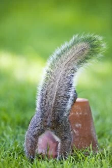 Grey Squirrel With tail erect
