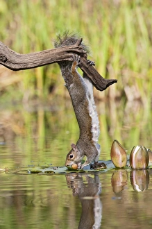 Images Dated 22nd September 2010: Grey Squirrel - taking nuts from surface of pond