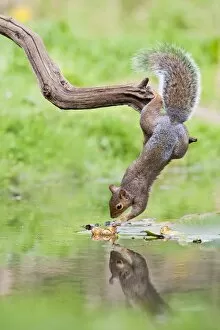Images Dated 20th September 2010: Grey Squirrel - taking nuts from surface of pond