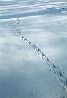 Images Dated 10th March 2011: Grey Squirrel tracks in snow