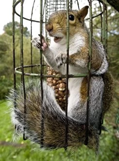 Images Dated 1st October 2008: Grey Squirrel trapped inside a squirrel proof bird feeder