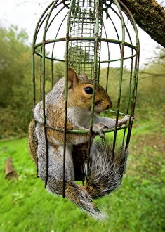 Squirrels Collection: Grey Squirrel trapped inside a squirrel proof bird feeder UK September