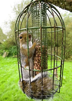 Grey Squirrel trapped inside a squirrel proof bird feeder