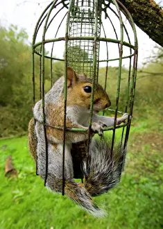 Scavenging Prints: Grey Squirrel trapped inside a squirrel proof bird feeder UK September