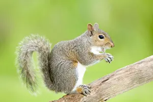 Grey Squirrel On tree branch Norfolk UK
