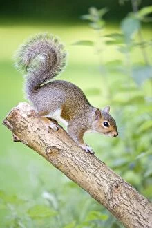 Images Dated 15th June 2007: Grey Squirrel On tree branch Norfolk UK