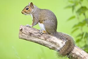 Images Dated 6th June 2007: Grey Squirrel On tree branch Norfolk UK