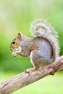 Squirrels Collection: Grey Squirrel On tree branch Norfolk UK