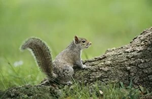 GREY SQUIRREL - on tree root