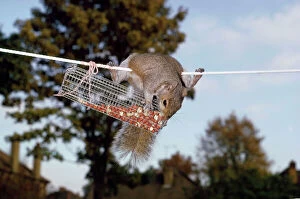GREY SQUIRREL - On washing line robbing peanuts from bird feeder