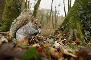 Grey Squirrel - Wide Angle - Cornwall - UK