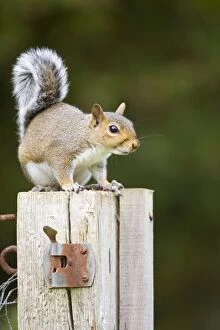 Images Dated 8th August 2007: Grey Squirrel on wooden gate post Norfolk UK