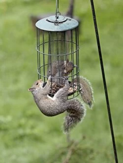 Images Dated 30th May 2013: Grey Squirrels