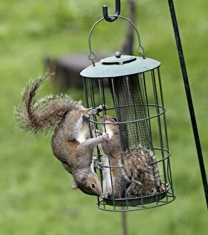 Images Dated 30th May 2013: Grey Squirrels